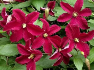 Clematis ‘vancouver™ Fragrant Star’ – International Clematis Society