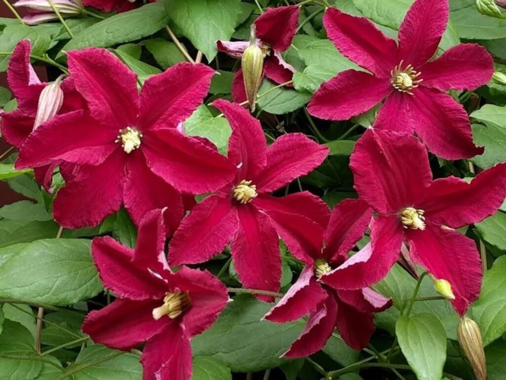 Clematis columbiana var. tenuiloba – International Clematis Society